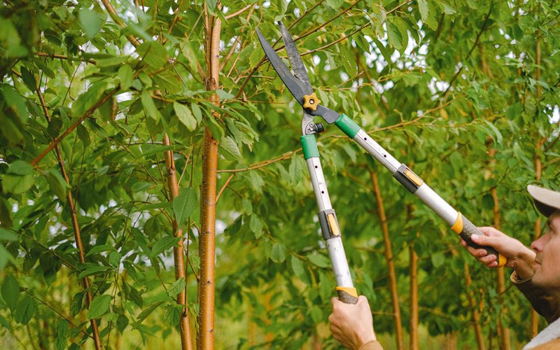 Tree trimming in Hymera, IN