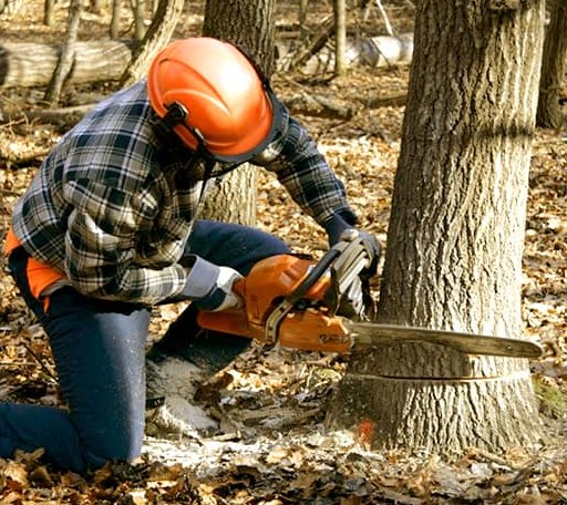 Tree Removal in Hymera, IN